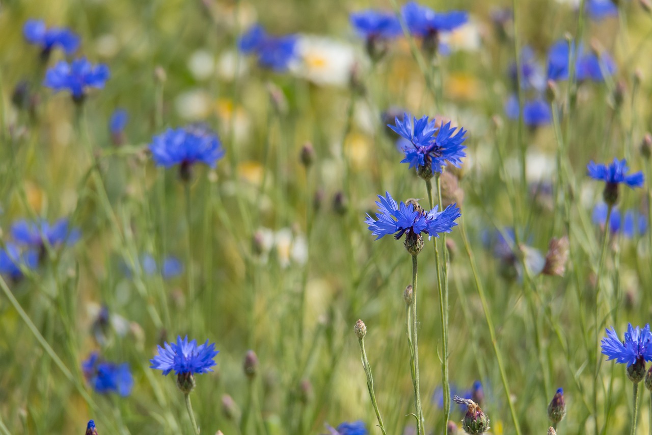 How to Create a Wildflower Meadow in a Small Yard